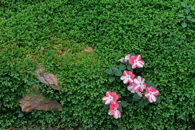 写真 ピンクの花が緑の葉のフェルンにいて 地面を覆っている