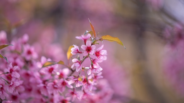 Pink Flower Blossom