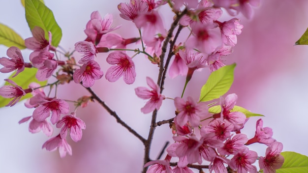 Pink Flower Blossom