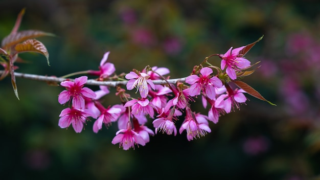 Pink Flower Blossom