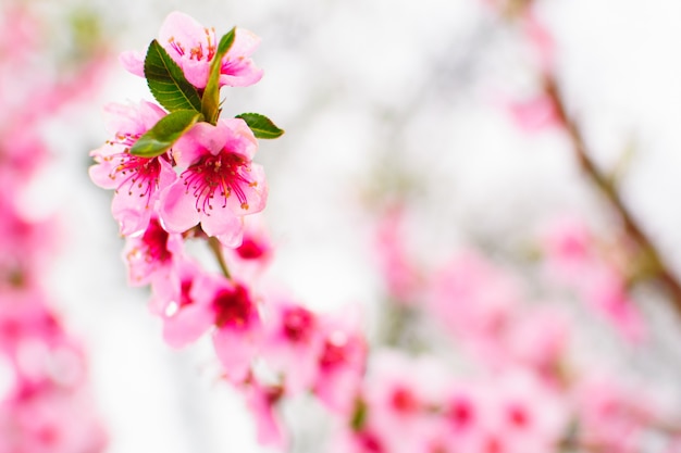 ピンクの花が花開く