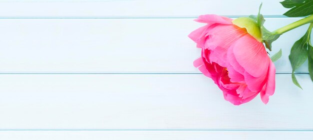 Photo a pink flower on a blue table