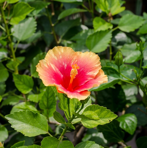 Pink flower and blur background in the garden