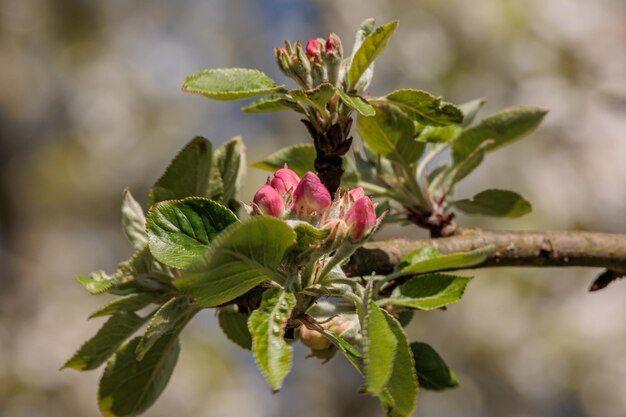 Photo a pink flower bud is blooming on a tree