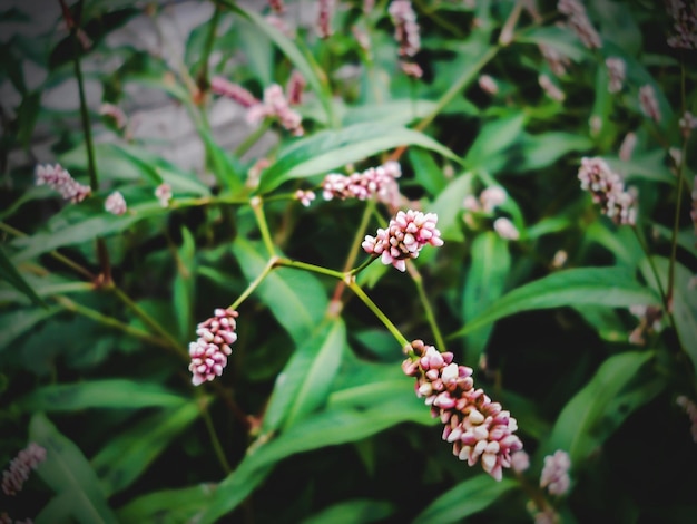 Photo pink flower buds growing on plant