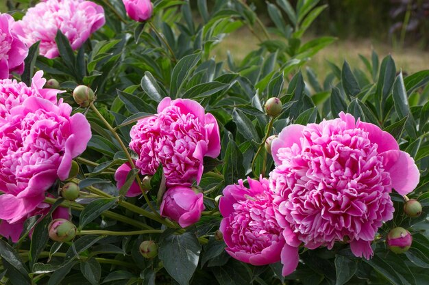 Pink flower buds peonies in garden with green