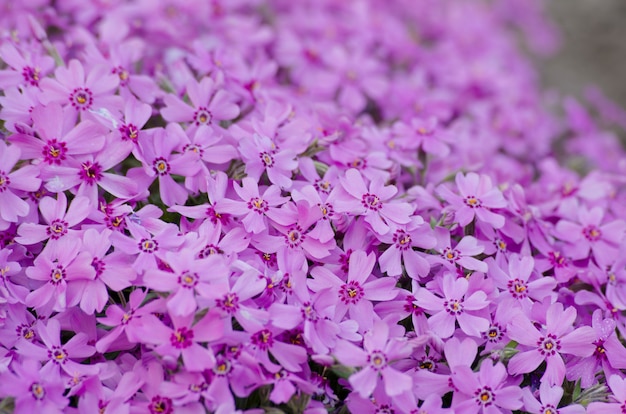 ピンクの花の茂み