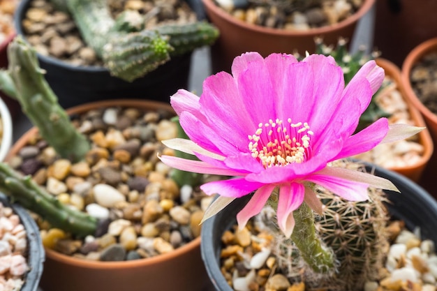 ピンクの花サボテン ロビビア