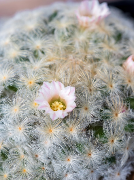 Pink flower of cactus Mammillaria