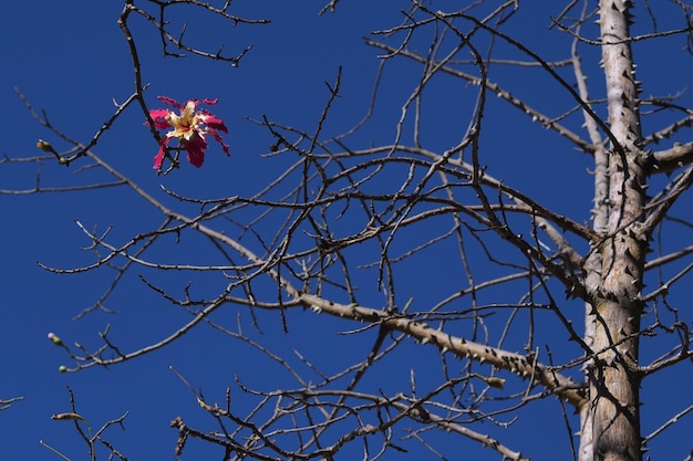 A pink flower of the Ceiba speciosa tree against a bright blue sky and bare tree branches