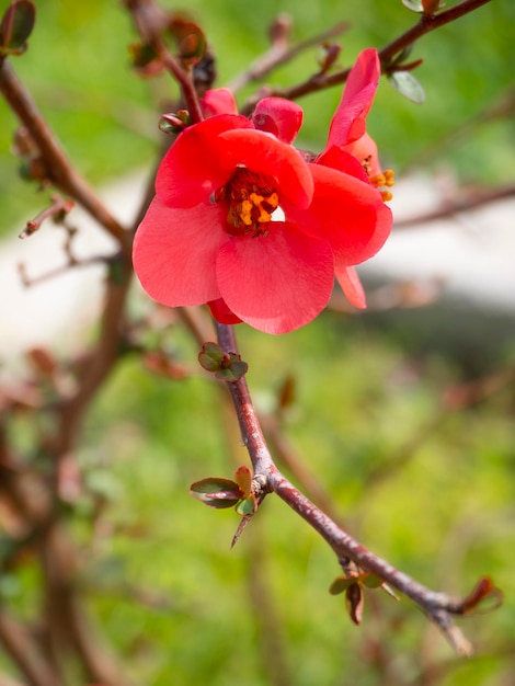 Pink flower Chaenomeles japonica on a branch closeup