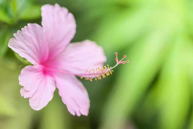 写真 ピンクの花 チャイナローズ チャイニーズハイビスカス ハワイアンハイビスカス 靴の花 ハイビスカス