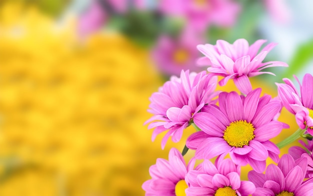 Foto cespuglio di crisantemo fiore rosa chrysanthemum indicum grp tros morreno pink