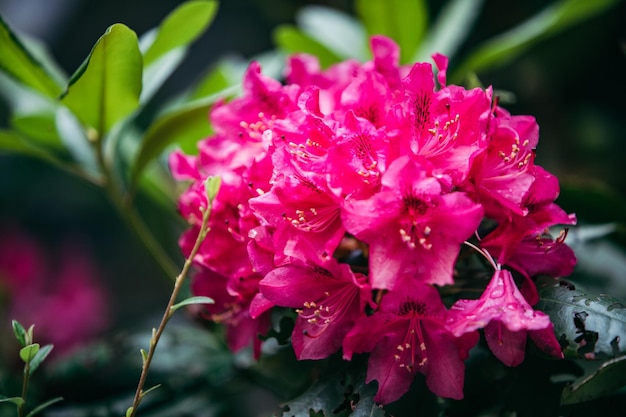 写真 ピンクフラワー クローズアップ 花開き時間