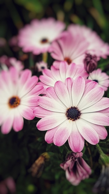 Pink flower close up blossom