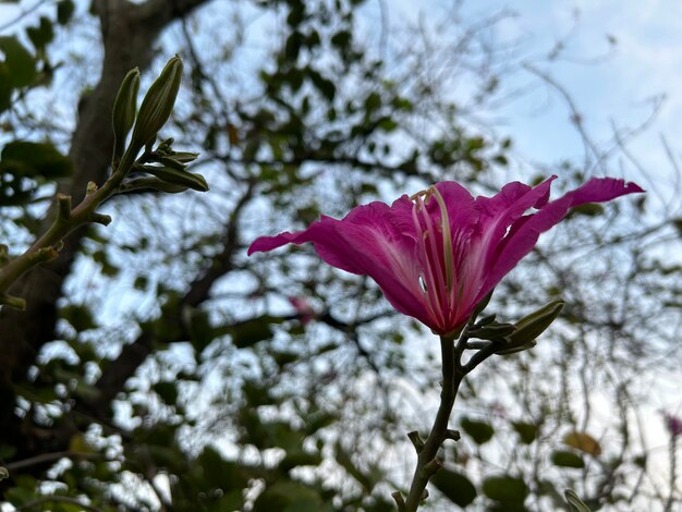 Foto fiore rosa scattato da vicino sull'albero