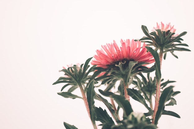 Photo pink flower close up on white background