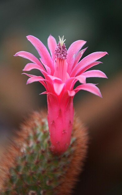 写真 ピンクの花のクローズアップ