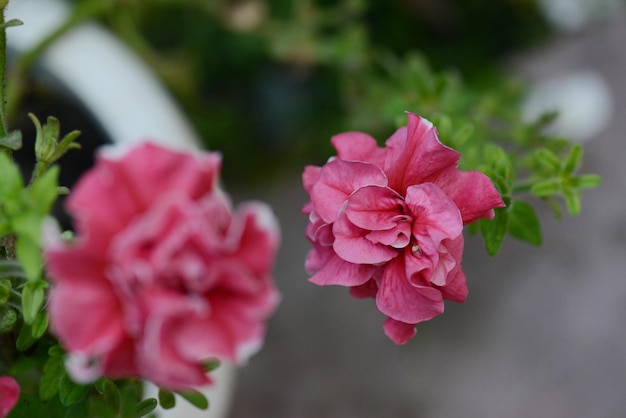 ピンクの花のクローズアップマクロ写真咲く背景