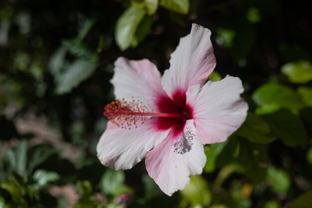 Pink flower closeup Rose of Sharon Syrian hibiscus or Syrian ketmia with light pink and red petals on green leaves background Sunlit shrub althea or rose mallow Warm daylight on hibiscus syriacus