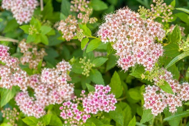 pink flower clusters