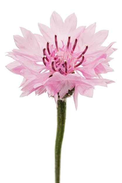 Pink flower of cornflower lat Centaurea isolated on white background