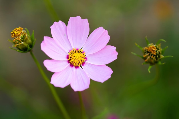 Pink flower of cosmea with buds