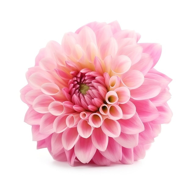 Pink flower dahlia on a white background isolated with clipping path Closeup for design Dahlia generate ai