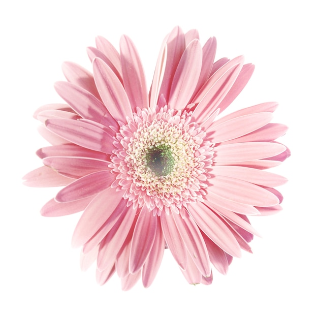 Pink flower daisy isolated on white background