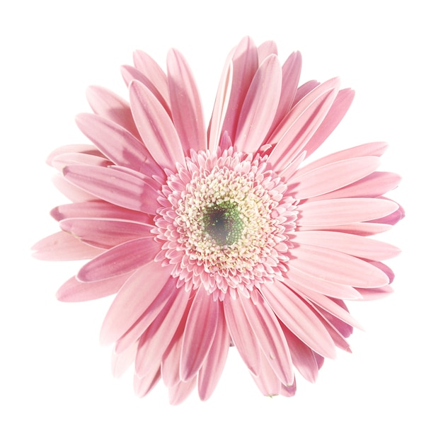 Pink flower daisy isolated on white background