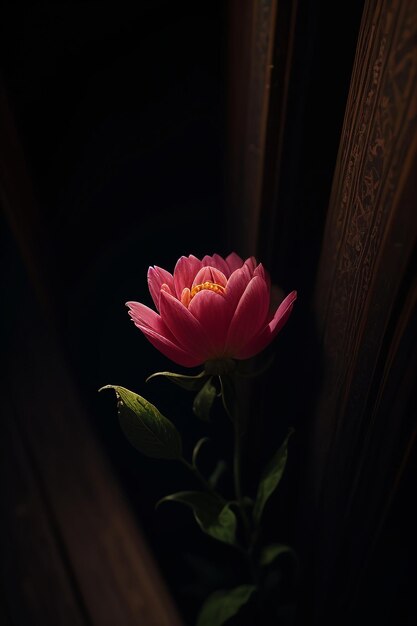 A pink flower in a dark room