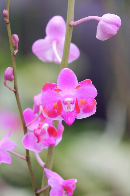 Pink flower dorotis orchid flower close up