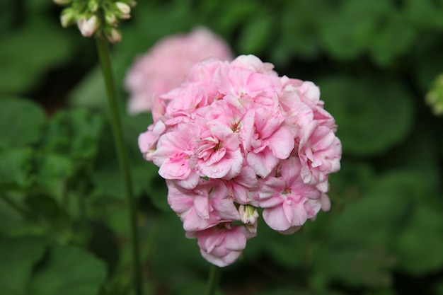 春の日差しの下でピンクの花畑