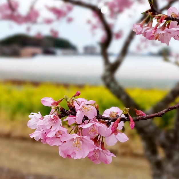 a pink flower flowers in the background