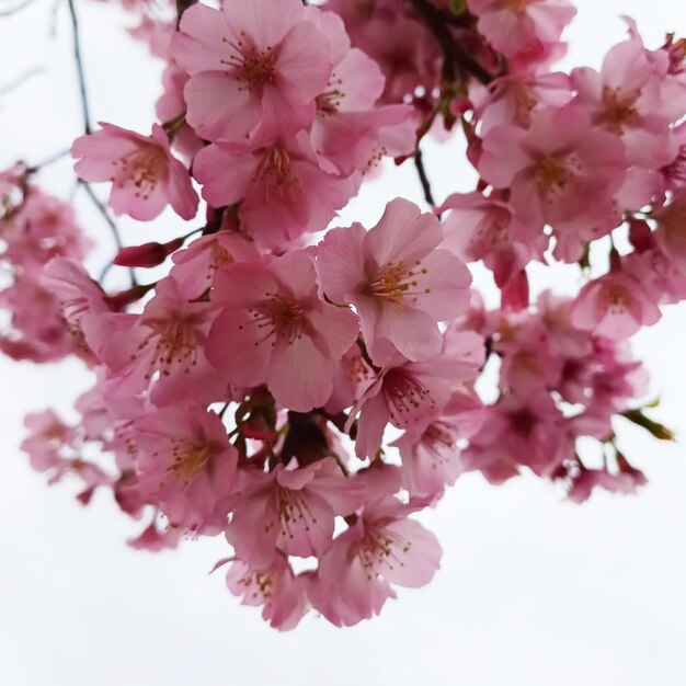 a pink flower flowers in the background