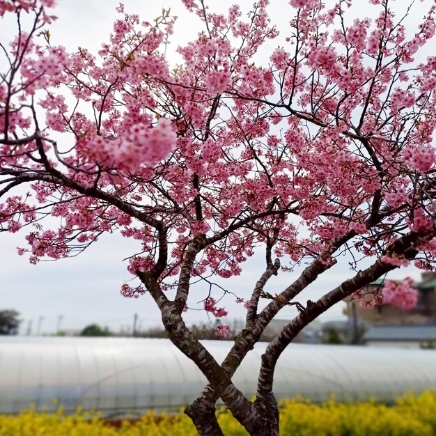 a pink flower flowers in the background