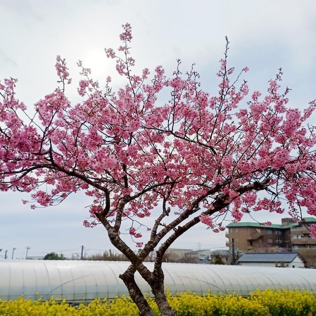 ピンクの花が背景にいています