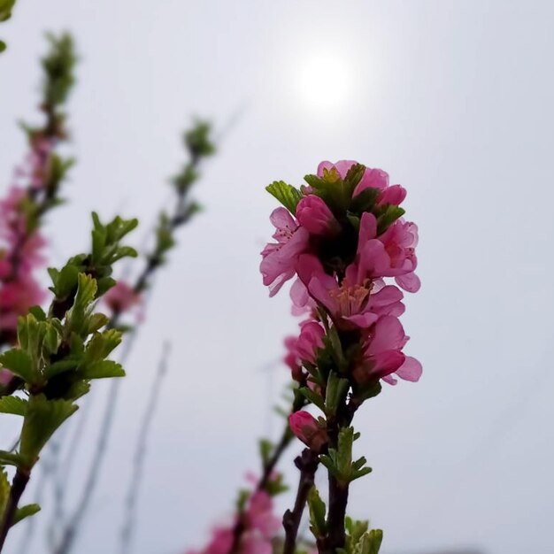 a pink flower flowers in the background