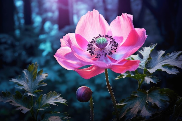 pink flower in the forest