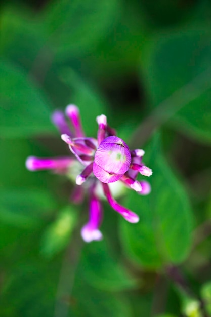 庭のピンクの花