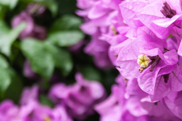 Pink Flower in the Garden