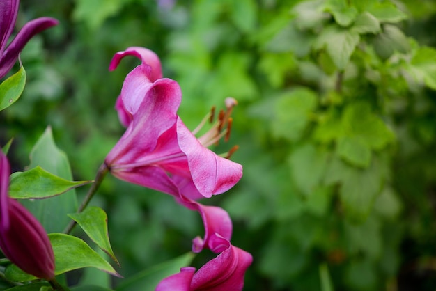 庭のピンクの花