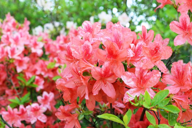 pink flower in the garden