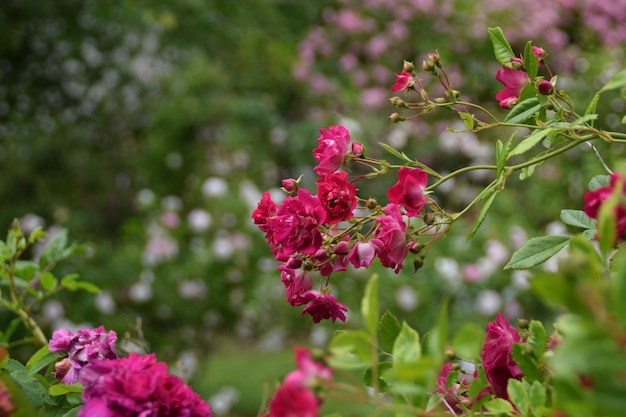 A pink flower in the garden