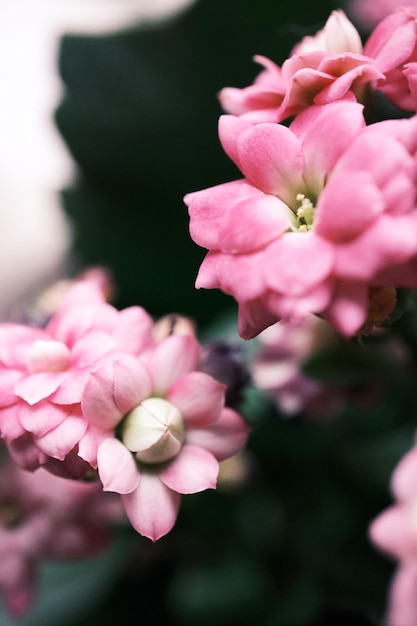 Pink flower in the garden