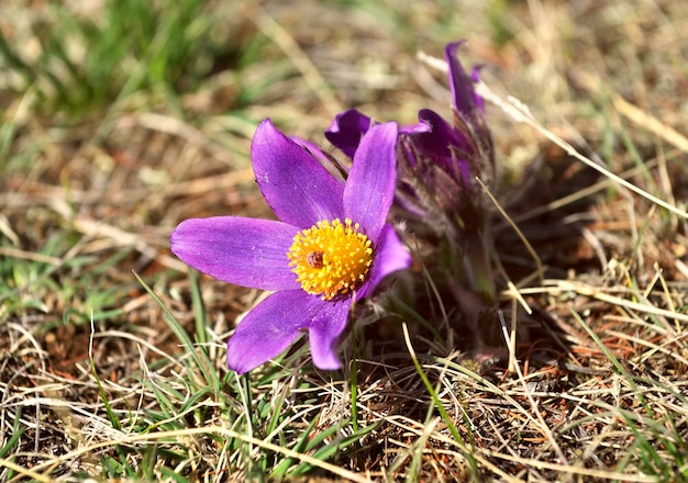 草の中のピンクの花咲くTurchaninovslumbago Pulsatilla turczaninovii