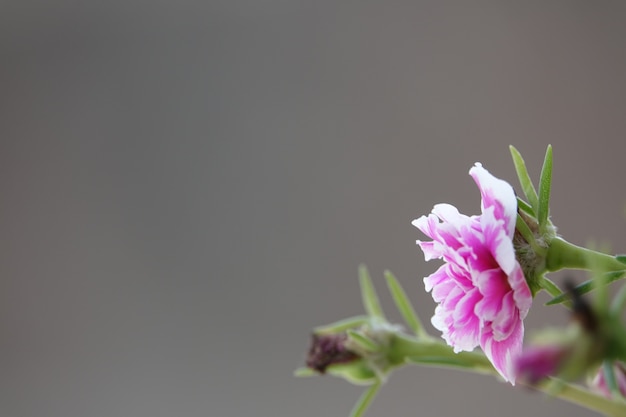 Pink flower in gray background