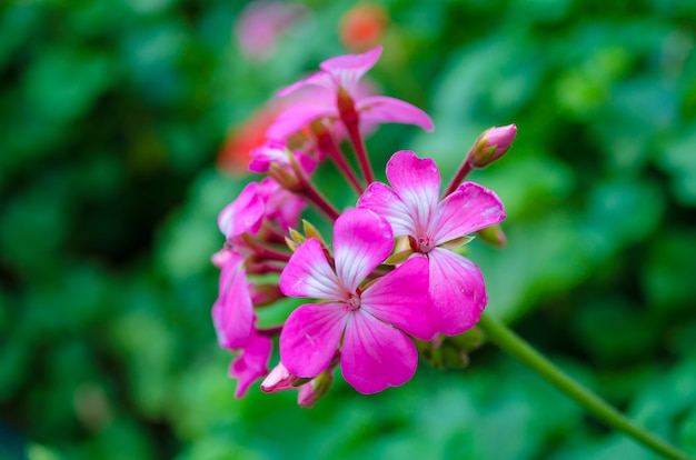 Pink flower on green leaf background