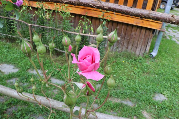 Pink flower growing on plant