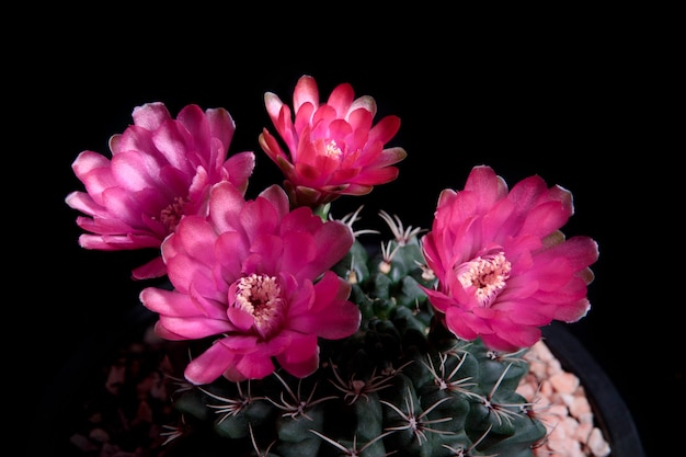Pink flower of gymnocalycium cactus blooming against dark background